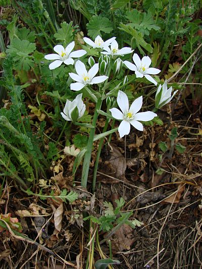 Ornithogalum kochii - snědek kochův