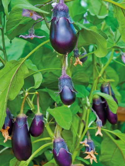 Solanum melongena - lilek vejcoplodý, baklažán (KNIŽNÍKLUB)