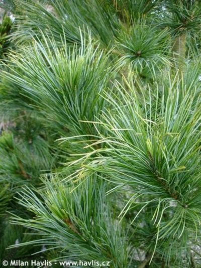 Pinus cembra - Swiss Stone Pine, Arolla Pine