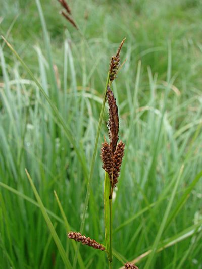 Carex cespitosa - ostřice trsnatá