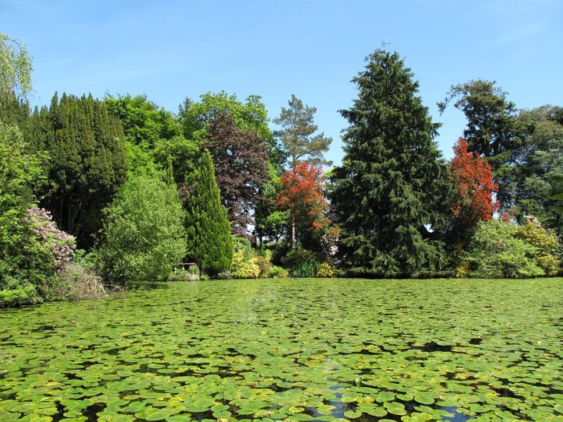 Nejkrásnější stromy do velké zahrady (PIXABAY)