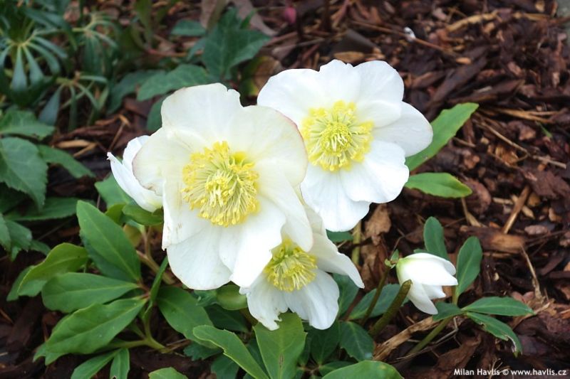 Helleborus 'HGC Goldmarie'® - čemeřice