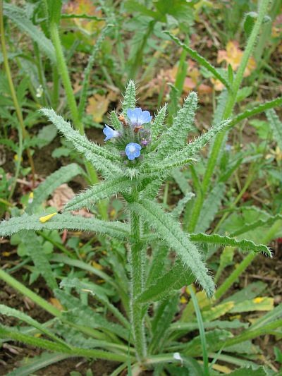 Lycopsis arvensis - prlina rolní
