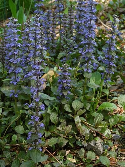 Ajuga reptans 'Rainbow' - zběhovec
