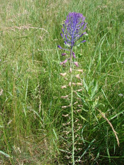 Muscari comosum - modřenec chocholatý