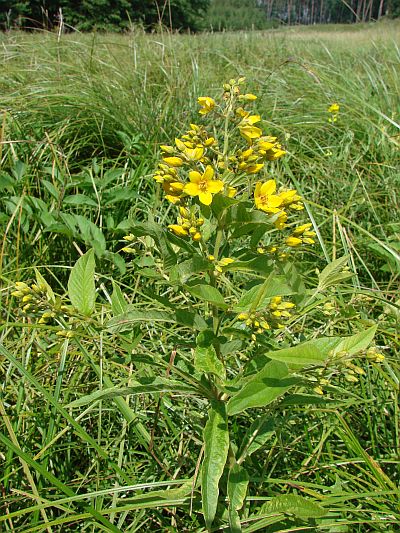 Lysimachia vulgaris - vrbina obecná