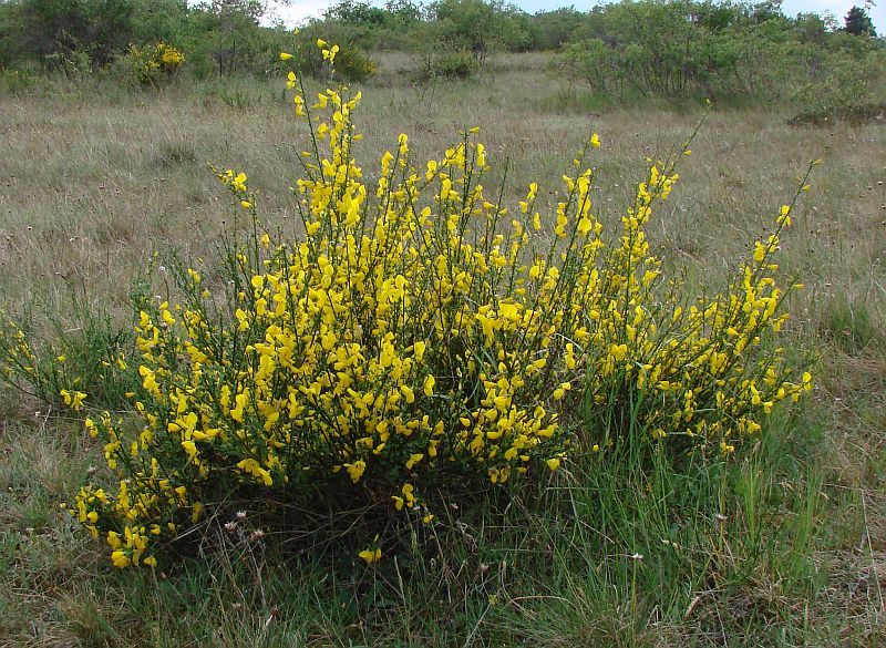 Cytisus scoparius - janovec metlatý