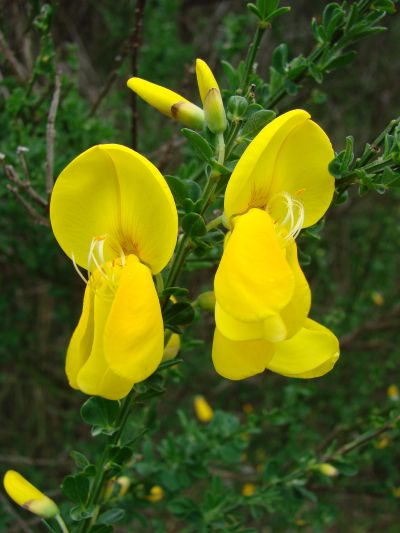 Cytisus scoparius - janovec metlatý