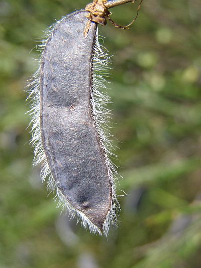 Cytisus scoparius - janovec metlatý