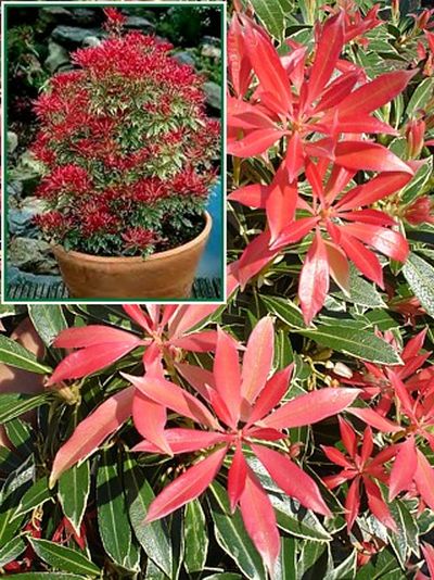 Pieris japonica 'Carnaval' - pieris japonský