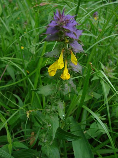 Melampyrum nemorosum - černýš hajní