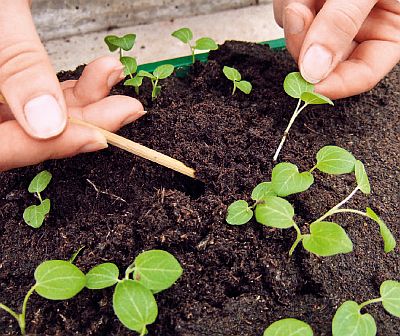 Výsev pod sklem: Při přepichování vyzvedněte opatrně z půdy pikýrovacím dřívkem (KNIŽNÍKLUB)
