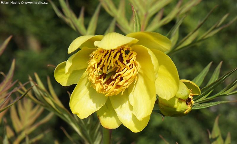 Paeonia lutea f. dissecta - pivoňka tibetská