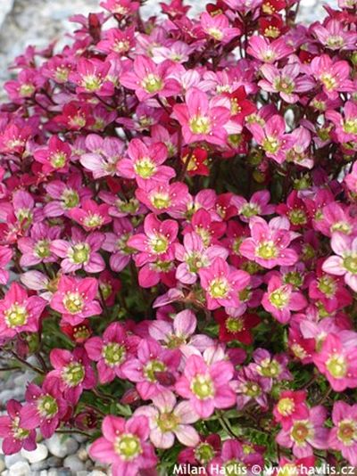 Saxifraga 'Harder Zwerg' - lomikámen