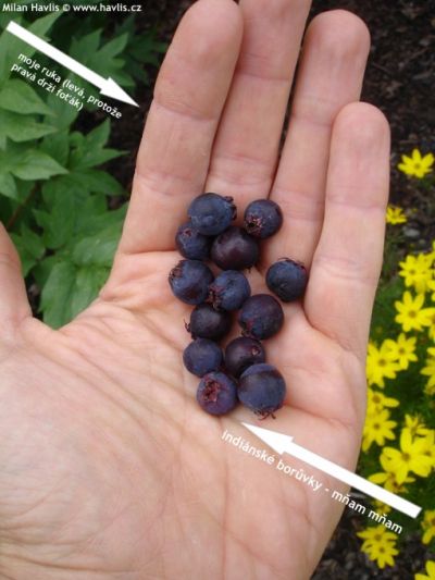 Amelanchier arborea 'Robin Hill' - muchovník stromový