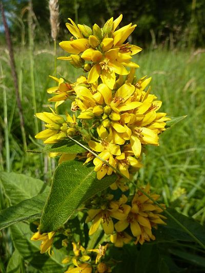 Lysimachia vulgaris - vrbina obecná