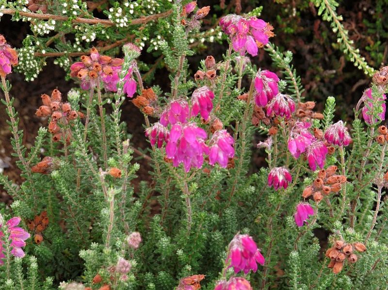 Erica tetralix 'Con Underwood' - vřesovec ladní