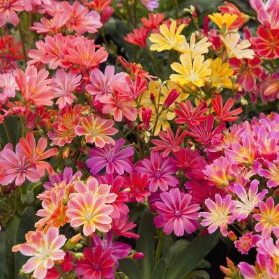 Lewisia cotyledon 'Elise' - levisie