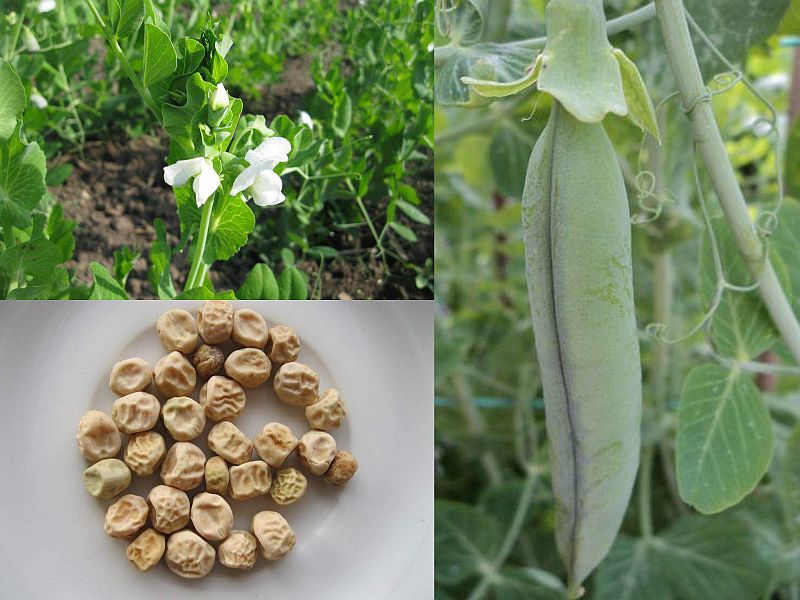 Pisum sativum - hrách setý