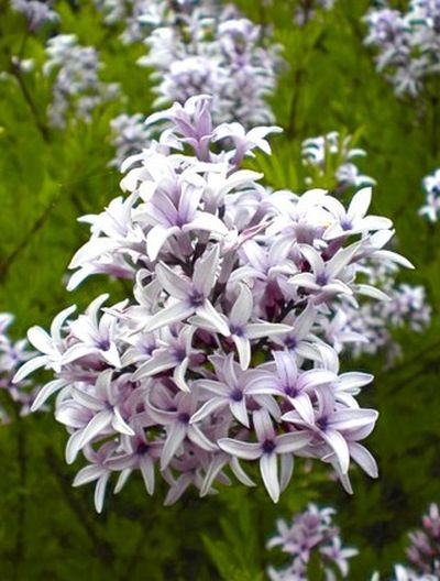 Syringa x persica 'Laciniata' - šeřík perský