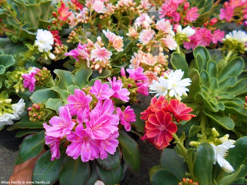 Lewisia cotyledon 'Mountain Dreams' - levísie