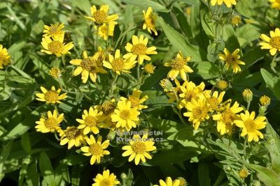 Arnica chamissonis - arnika, prha