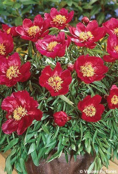 Paeonia 'Early Scout' - pivoňka lékařská