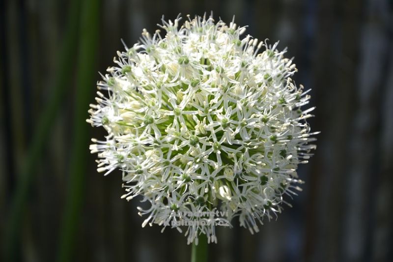 Allium 'Mount Everest' - česnek stopečkatý