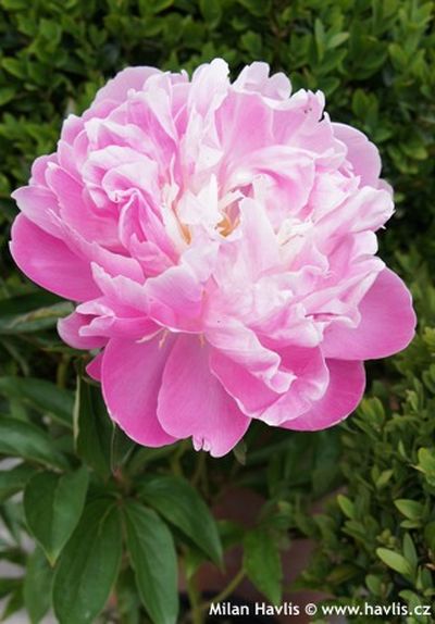 Paeonia 'Rosea Plena' - pivoňka lékařská