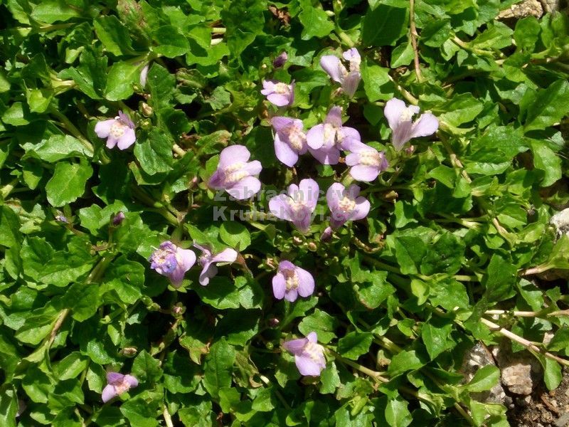 Mazus reptans - mazus