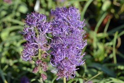 Muscari comosum 'Plumosum' - modřenec chocholatý