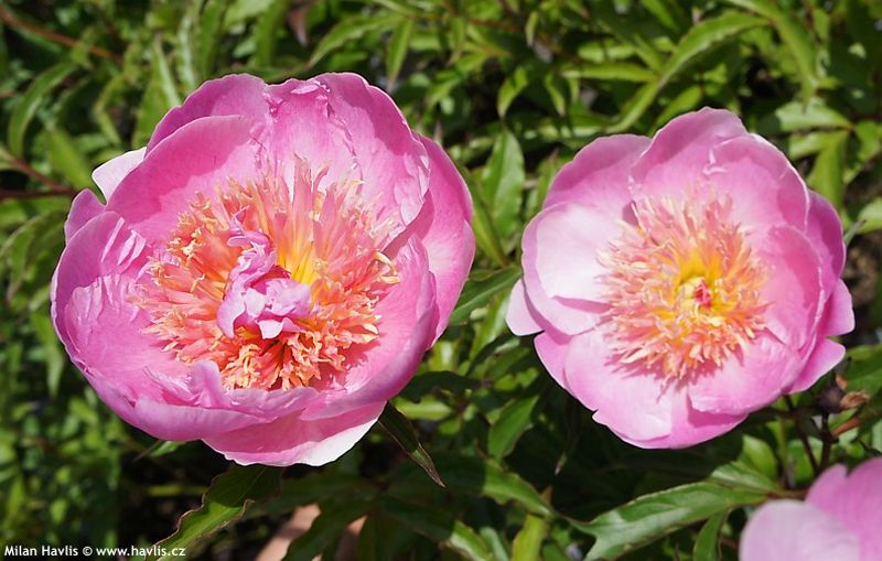 Paeonia 'Doreen' - pivoňka lékařská