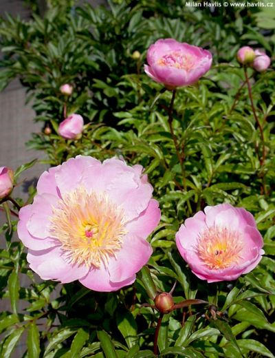 Paeonia 'Doreen' - pivoňka lékařská