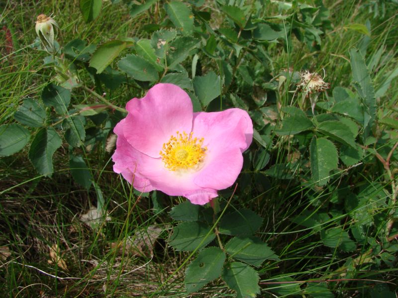 Rosa gallica - růže galská