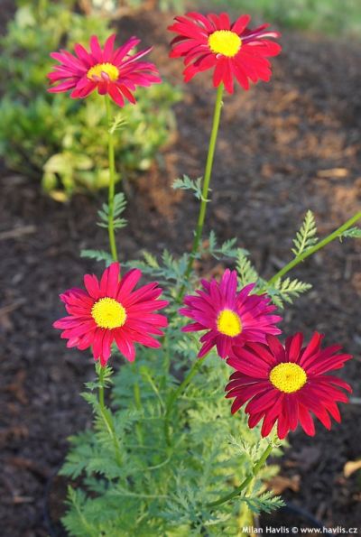 Tanacetum 'Robinson's Red' - kopretina šarlatová