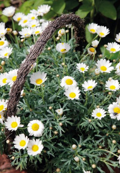 Leucanthemum vulgare - koperetina bílá (KNIŽNÍKLUB)
