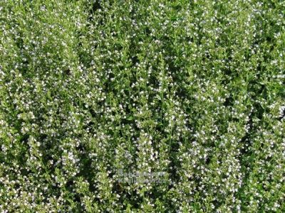 Calamintha nepeta 'Triumphator' - marulka lékařská