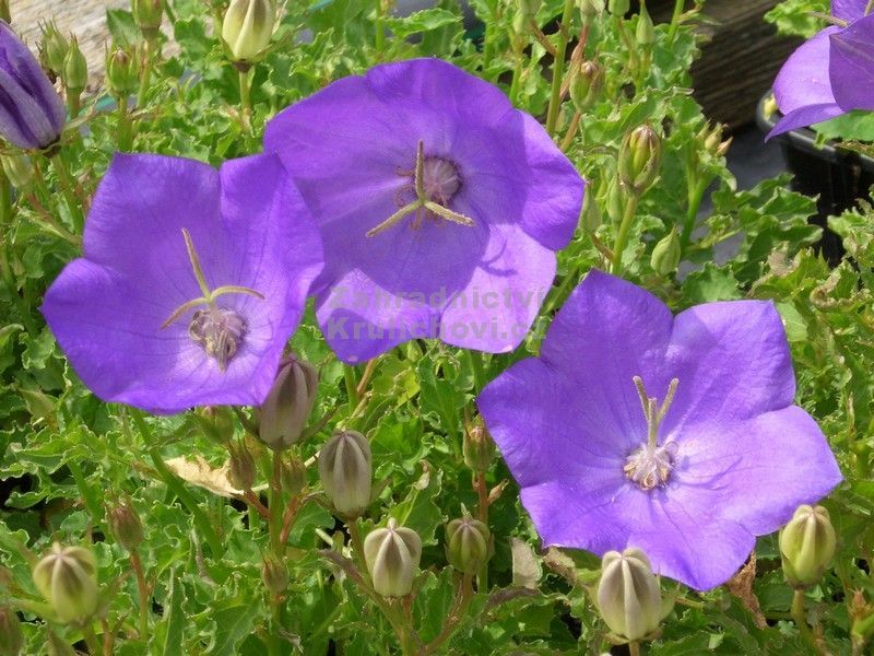 Campanula carpatica 'Dark Blue Clips' - zvonek karpatský
