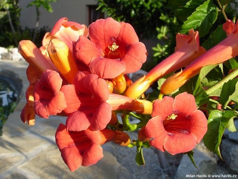 Campsis radicans 'Serena' - trubač