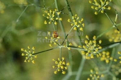 Foeniculum vulgare - fenykl obecný