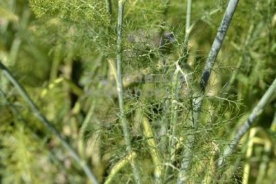 Foeniculum vulgare - fenykl obecný
