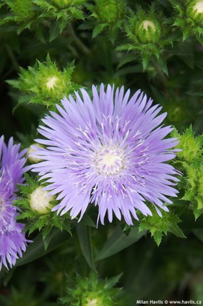 Stokesia laevis - stokésie