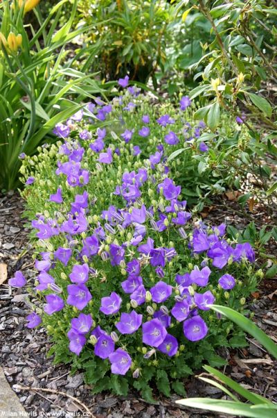 Campanula carpatica 'Deep Blue Clips' - zvonek karpatský