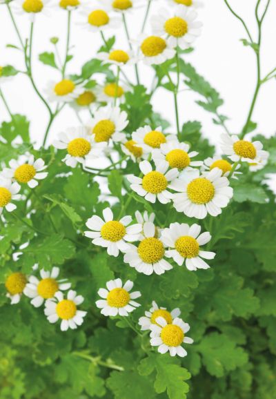 Tanacetum parthenium - řimbaba obecná (KNIŽNÍKLUB)