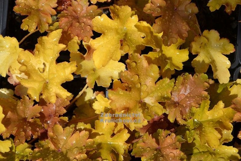 Heuchera 'Amber Waves'® - dlužicha