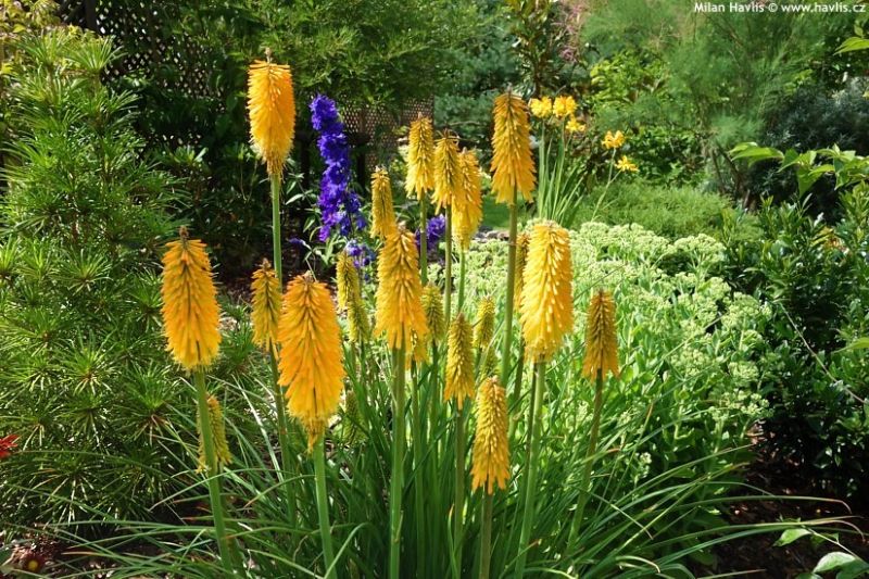 Kniphofia 'Mango Popsicle'™ - mnohokvět