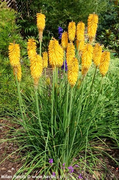 Kniphofia 'Mango Popsicle'™ - mnohokvět