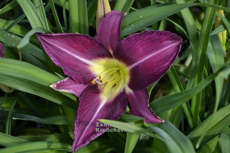 Hemerocallis 'Lavender Deal' - denivka