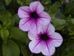 Petunia   Surfinia Rose Vein  Petunie Blüten