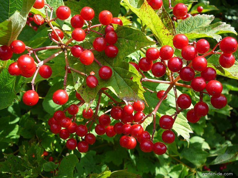 Viburnum opulus L. (Gewöhnlicher Schneeball) Viburnum opulus L. (Gewöhnlicher Schneeball)